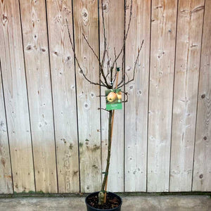 'James Grieve' Apple Tree (12 Litre Pot) image 1