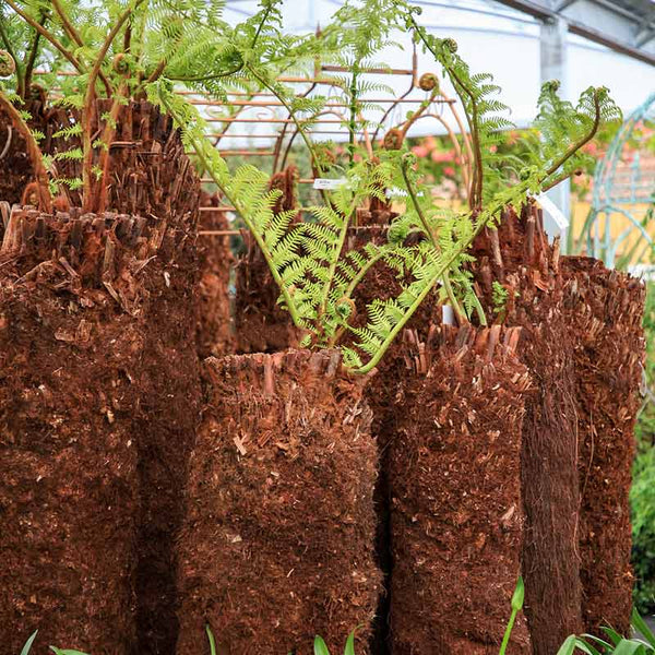 Dicksonia antarctica Tree Fern 4ft image 0