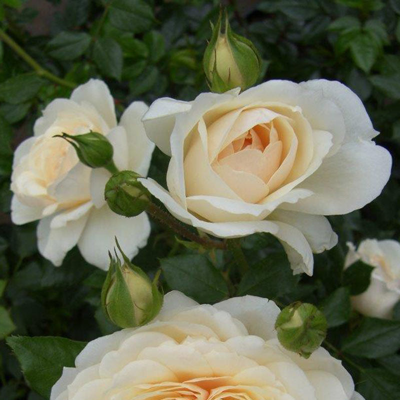 Peter Beales ‘Queen’s Jubilee Rose’ Shrub Rose (4-Litre Pot) image 0