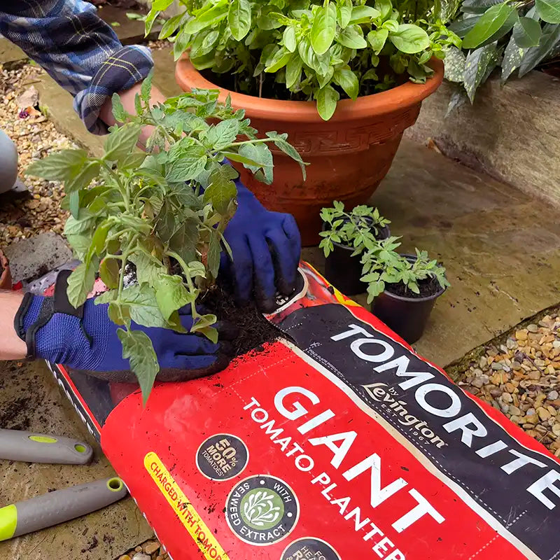 Levington Tomorite Giant Tomato Planter (52 litres) image 0