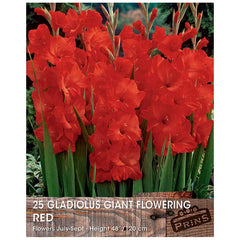 Gladiolus Giant Flowering Bulbs - 25 bulbs - Red image