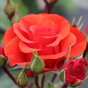 Whartons Roses ‘Precious Love’ Shrub Rose (3-Litre Pot) image 0