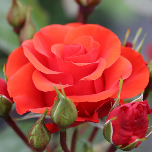 Whartons Roses ‘Precious Love’ Shrub Rose (3-Litre Pot) image 0