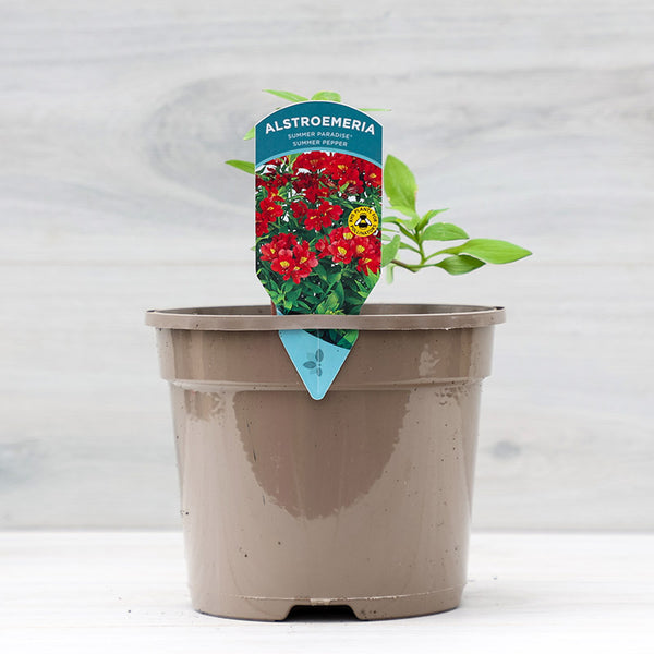 Alstroemeria ‘Summer Pepper’ Peruvian Lily (3-Litre Pot) image 0
