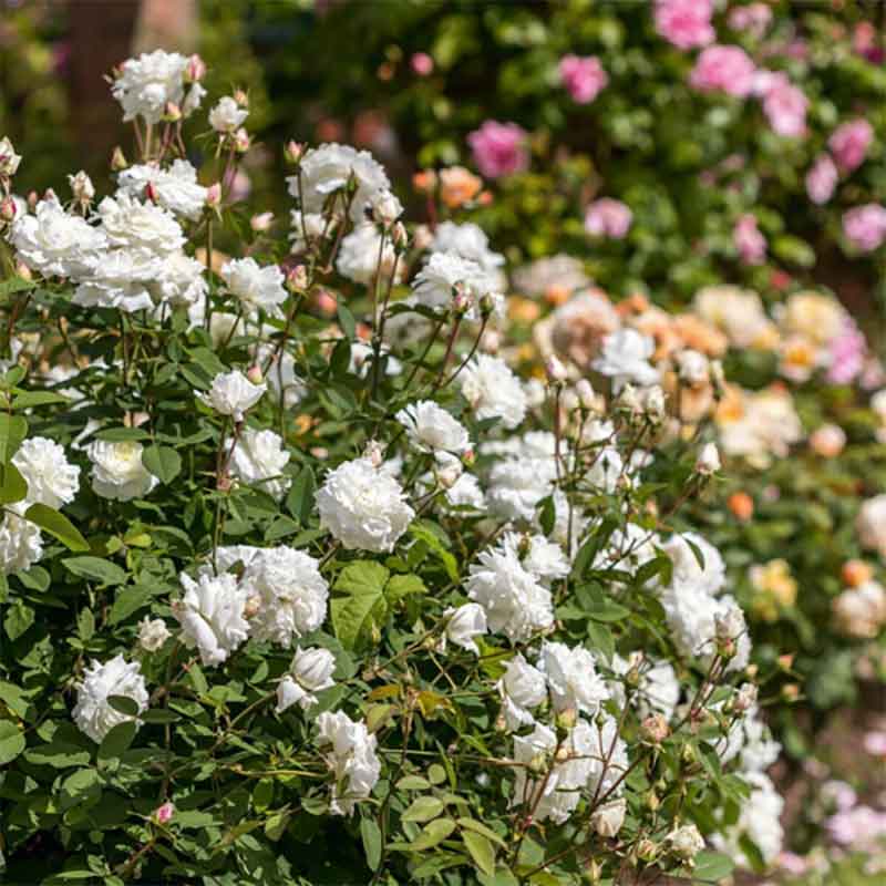 David Austin Susan Williams-Ellis® English Shrub Rose (6-Litre Pot) image 0