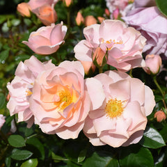 Whartons Roses ‘Loyal Companion’ Shrub Rose (3-Litre Pot) image 0