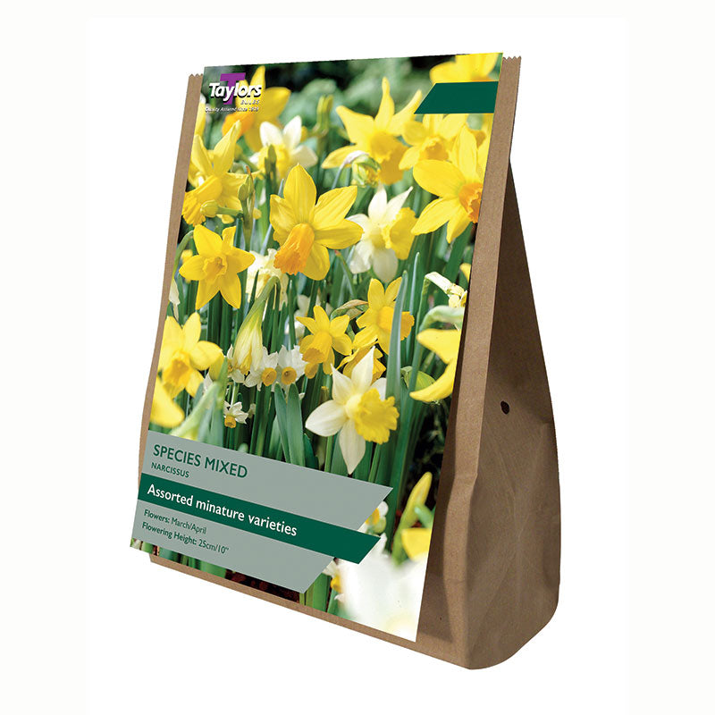 Assorted Miniature Daffodil Varieties (25 Bulbs) image 0