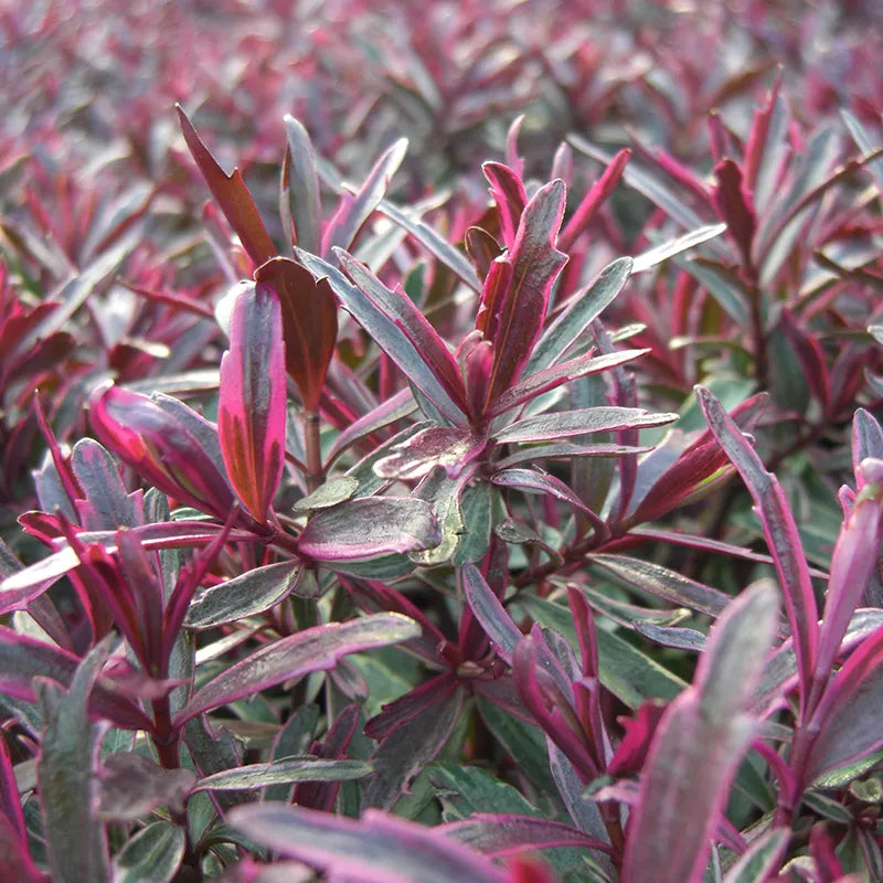 Hebe 'Frozen Flame' image 0