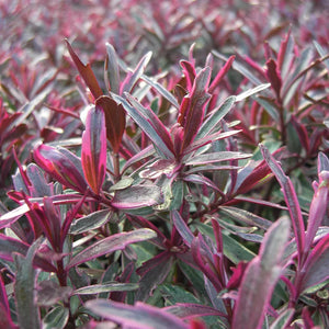 Hebe 'Frozen Flame' image 0