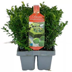 Buxus Sempervirens (Tray of 6) - 20 - 30cm image
