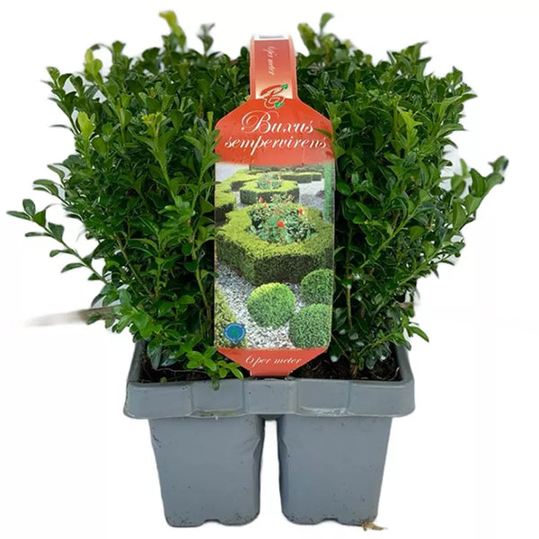 Buxus Sempervirens (Tray of 6) - 20 - 30cm image