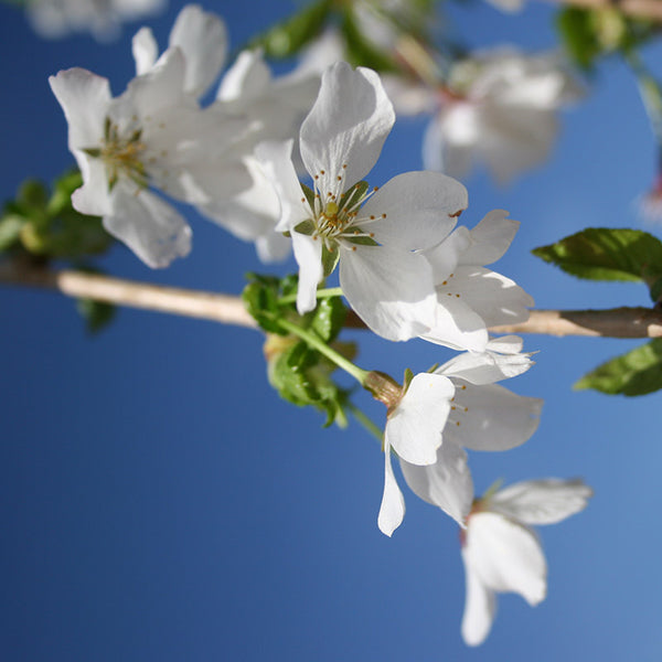 Prunus ‘Snow Showers’ Tree (Cherry Blossom) (12-Litre Pot) image 0