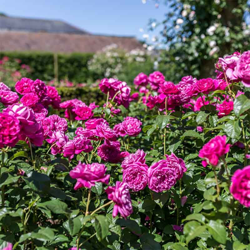 David Austin James L. Austin® English Shrub Rose (6-Litre Pot) image 0