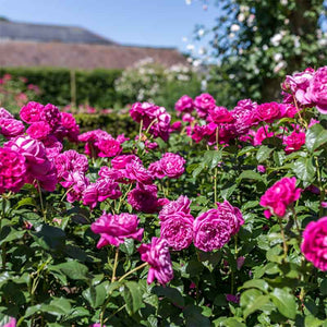 David Austin James L. Austin® English Shrub Rose (6-Litre Pot) image 1