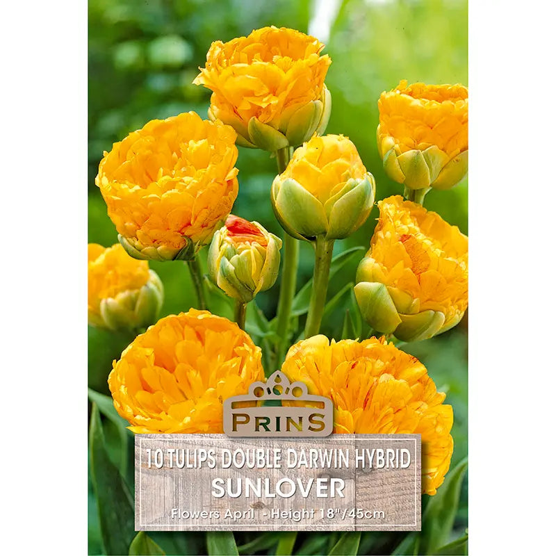 Tulip 'Sunlover' (10 bulbs) image 0
