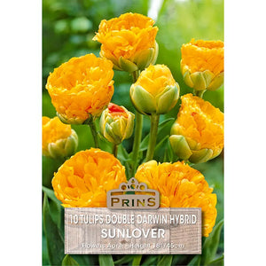 Tulip 'Sunlover' (10 bulbs) image 0