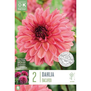 Dahlia Decorative Bacardi (2 Tubers) image 0