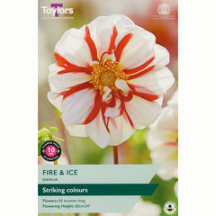 Dahlia ‘Fire and Ice’ with Red and White Flowers (1 Tuber) image 0