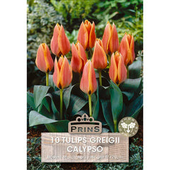 Tulip 'Calypso' (10 bulbs) image 0