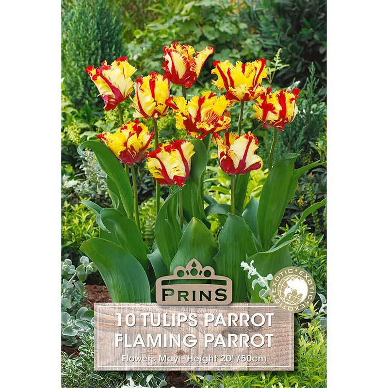 Tulip 'Flaming Parrot' (10 bulbs) image 0