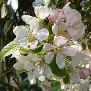Malus 'Evereste' Tree (Crab Apple) (12-Litre Pot) image 0