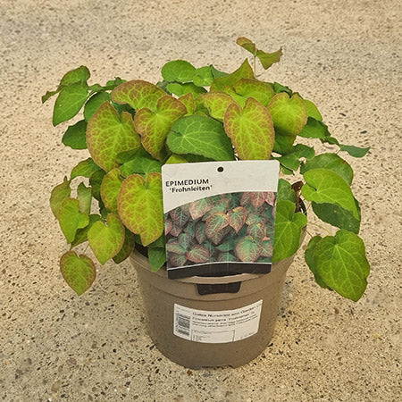 Epimedium x perralchicum ‘Frohnleiten’ (3-Litre Pot) image 0