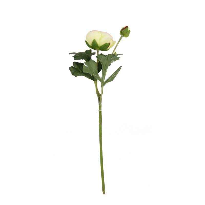 Cream Pink Ranunculus Stem (39cm) image 0