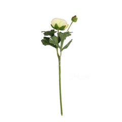 Cream Pink Ranunculus Stem (39cm) image 0