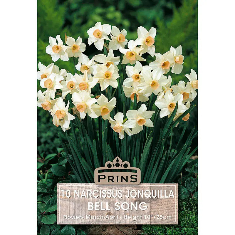 Narcissus 'Bell Song' (10 bulbs) image 0