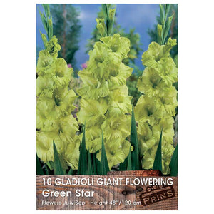 Gladioli Giant Flowering 'Green Star' (10 Bulbs) image 0