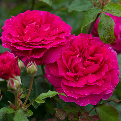 David Austin Gabriel Oak® English Shrub Rose (6-Litre Pot) image 2