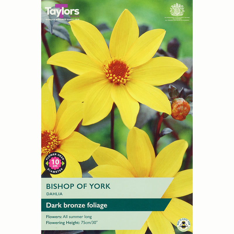 Dahlia 'Bishop of York' with Bright Yellow Flowers (1 Tuber) image 0