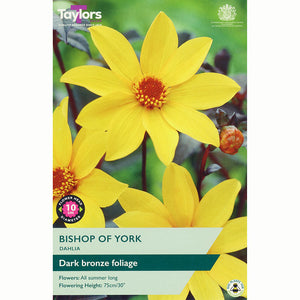 Dahlia 'Bishop of York' with Bright Yellow Flowers (1 Tuber) image 0