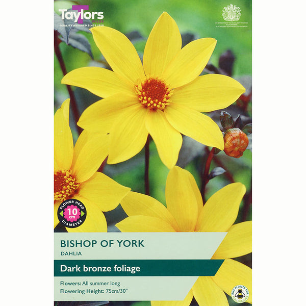Dahlia 'Bishop of York' with Bright Yellow Flowers (1 Tuber) image 0