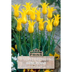 Tulip 'West Point' (10 bulbs) image 0