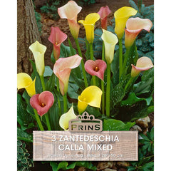 Zantedeschia 'Calla Mixed' (3 bulbs) image 0