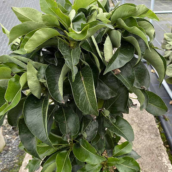 Pyrus ‘Prince William’ Dwarf Pear Tree (5.5-Litre Pot) image 2