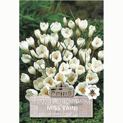 Crocus 'Miss Vain' (15 bulbs) image 0
