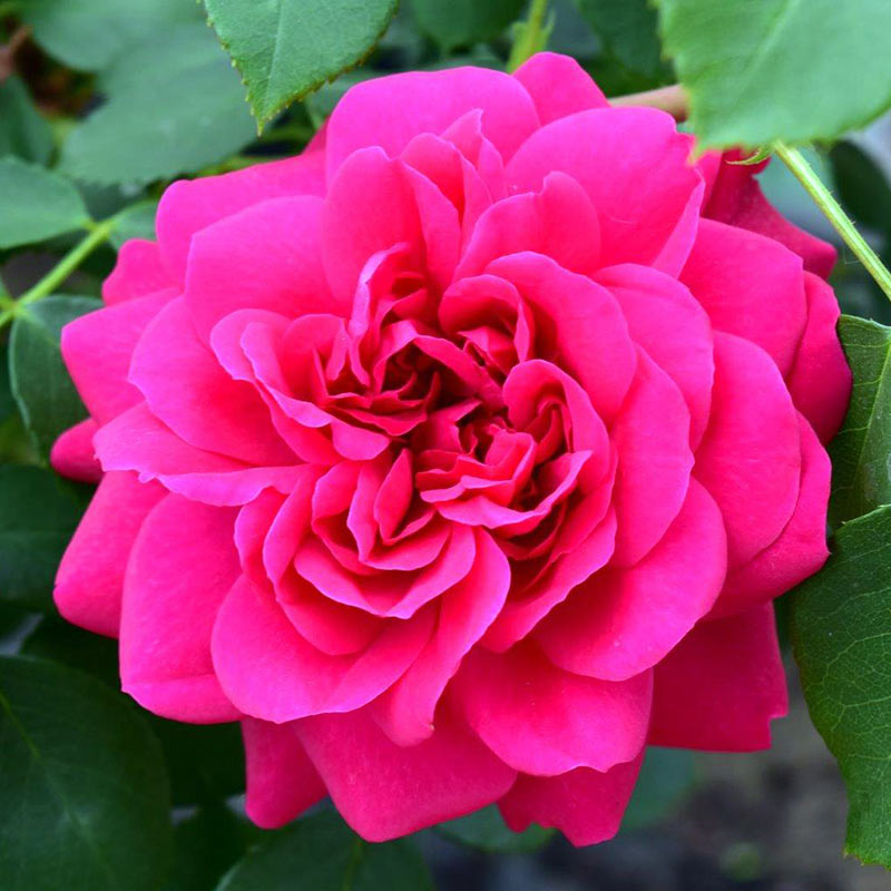 Peter Beales ‘Frilly Cuff’ Shrub Rose (4-Litre Pot) image 0