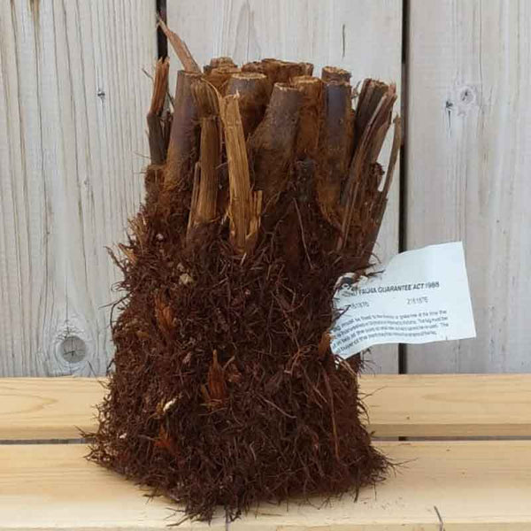 Dicksonia antarctica Tree Fern 0.5ft image 0