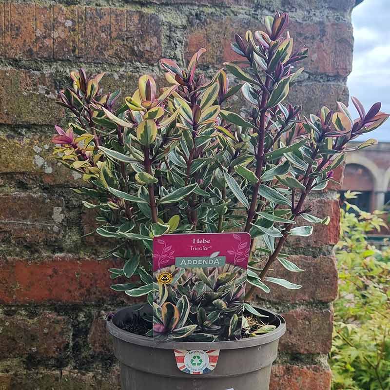 Hebe Addenda® Tricolor (2-Litre Pot) image 0