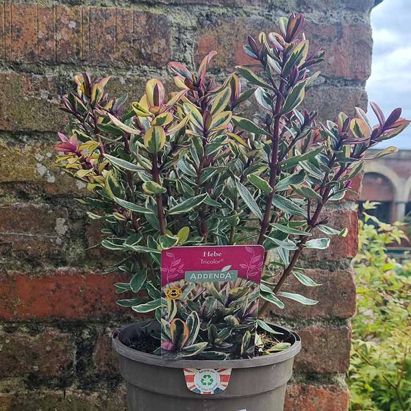Hebe Addenda® Tricolor (2-Litre Pot) image 1