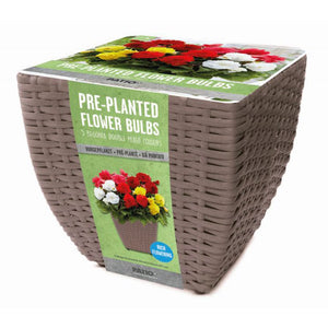 Pre-Planted Flower Bulbs in a Rattan Planter – Begonia Mixed image 1
