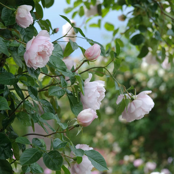 David Austin The Generous Gardener® English Climbing Rose (6-Litre Pot) image 3