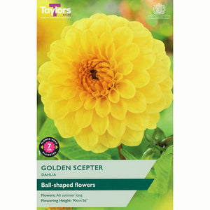 Dahlia Pompon 'Golden Sceptor' (1 Tuber) image 0