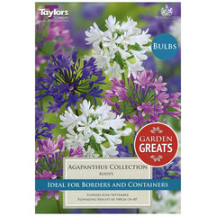 Agapanthus Collection (3 roots) image 0