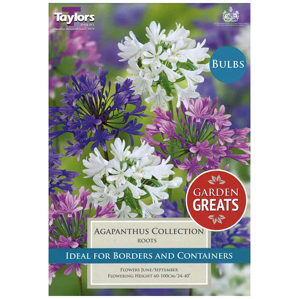 Agapanthus Collection (3 roots) image 0