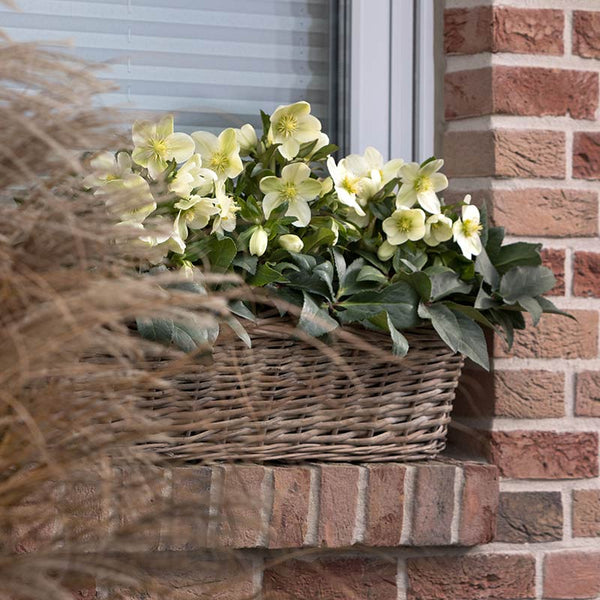 Helleborus ‘HGC Ice Breaker Max’ Snow Rose image 1