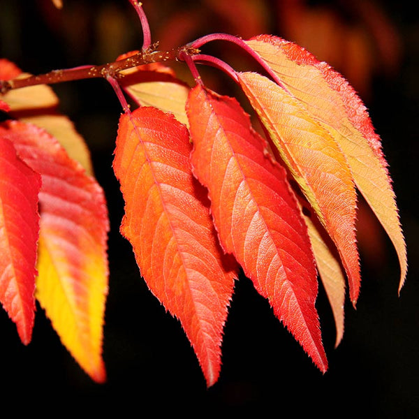 Prunus ‘Royal Flame’ Tree (Mieke) (12-Litre Pot) image 2