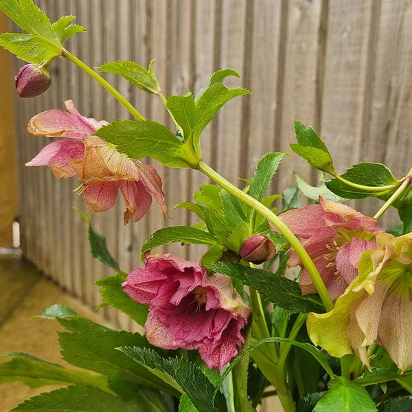 Hellebore ViV® Elena (4-Litre Pot) image 1